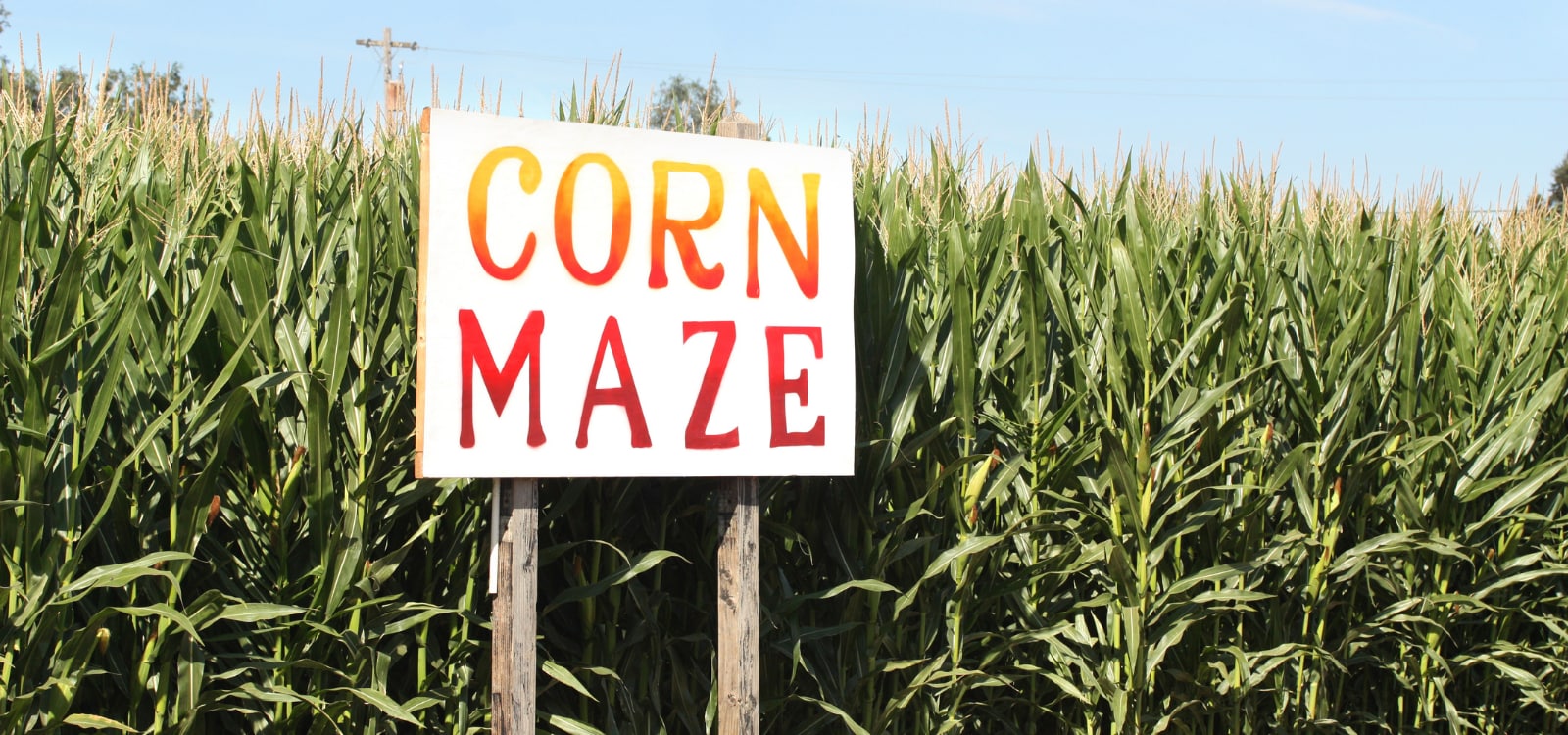 corn maze